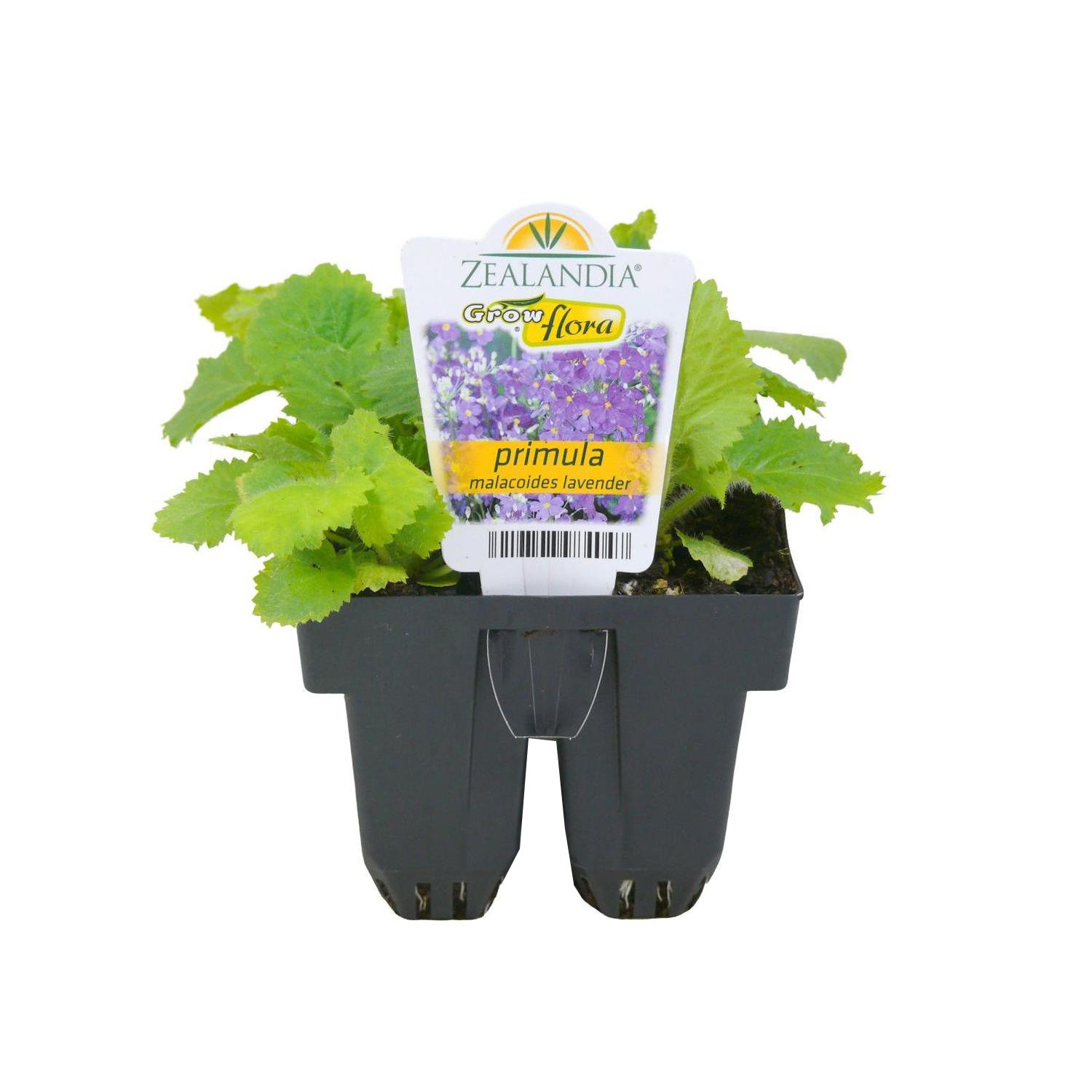 Primula Malacoides