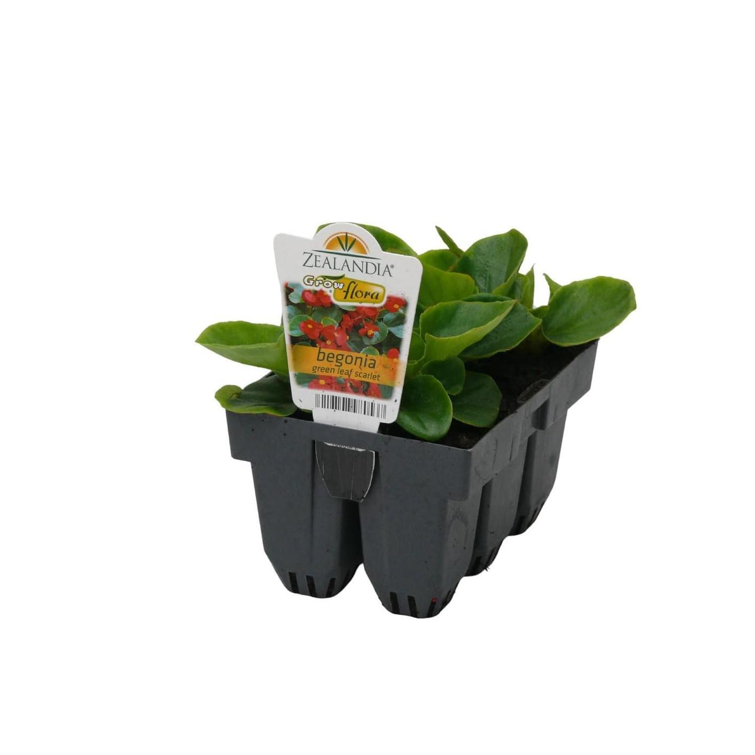 Begonia Green Leaf