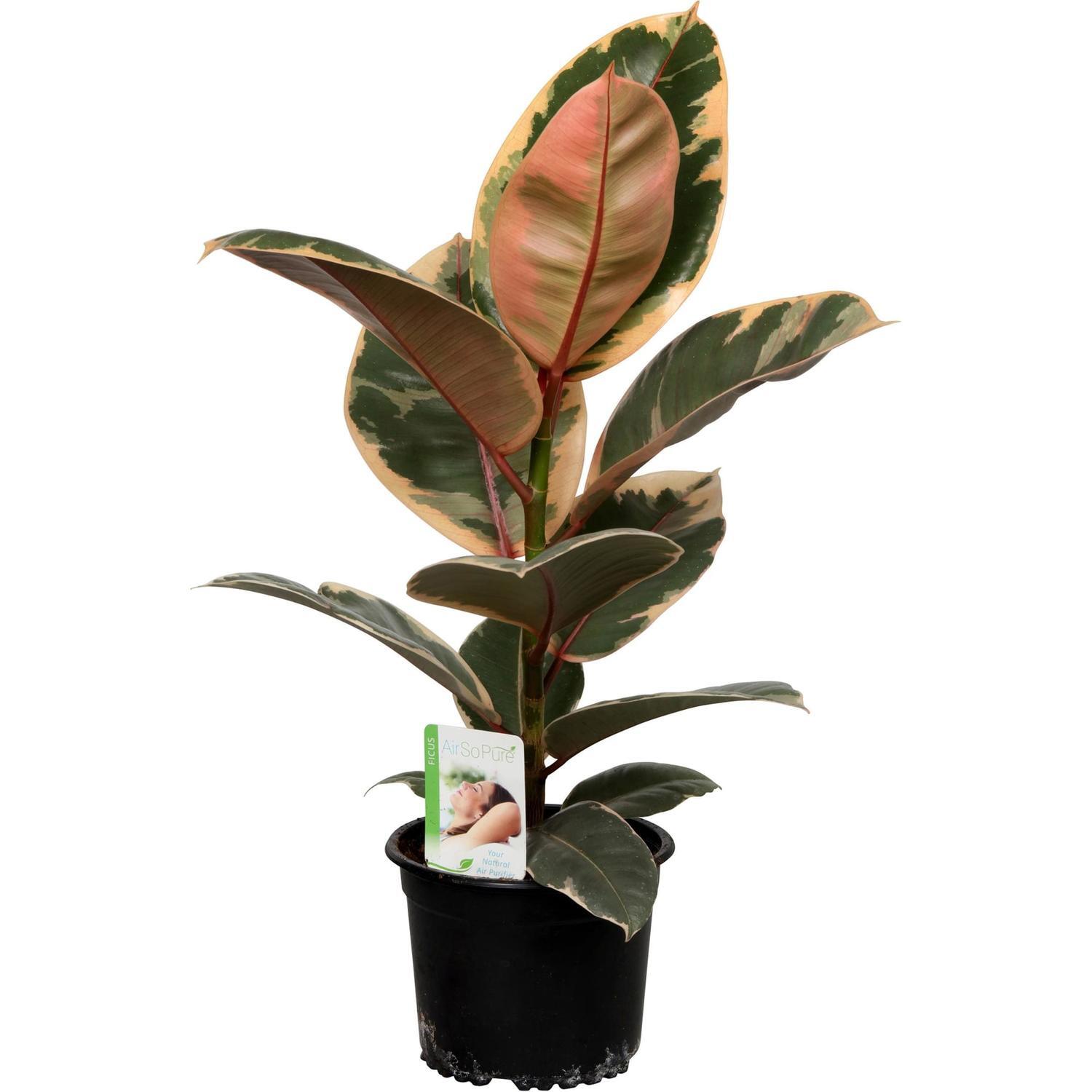 Ficus Ruby 'Rubber Plant' 14cm
