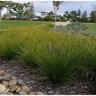 Lomandra Tanika