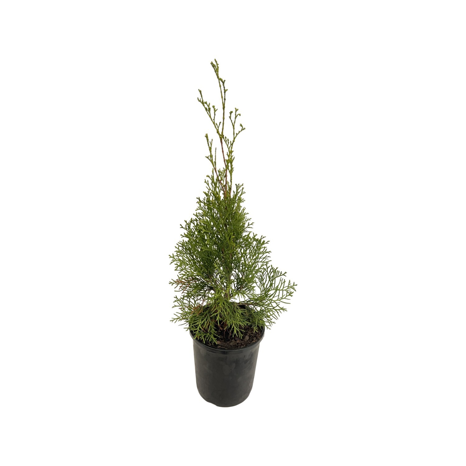 Thuja Smaragd