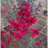 Leptospermum 'Tea Tree' Crimson Glory 4L