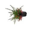 Grevillea Clearview David