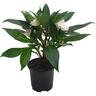 Sweetie Impatiens Range