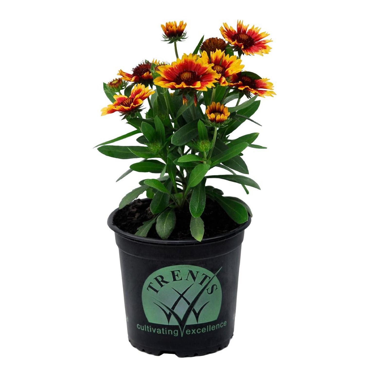 Gaillardia Arizona Sun