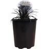 Ophiopogon Short Black