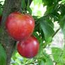 Plum Santa Rosa