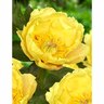 Paeony Itoh 'Garden Treasure'