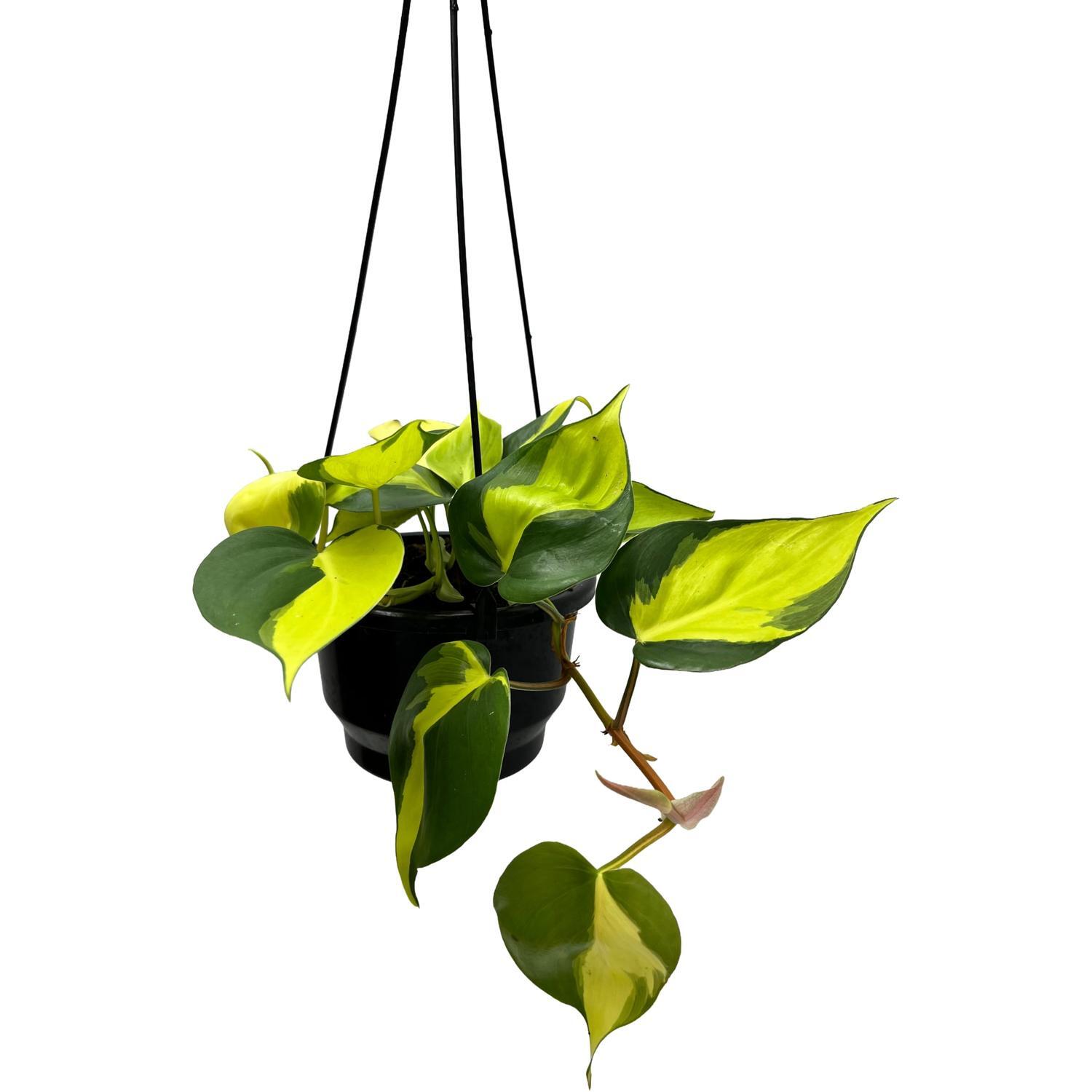 Philodendron Brasil 13cm