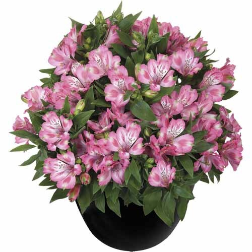 Alstroemeria Imala