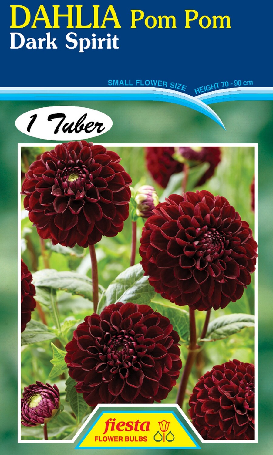 Dahlia Pom Pom Dark Spirit 1 Pack
