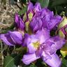 Rhododendron 'Fastuosum Flore Pleno'