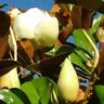 Magnolia Little Gem