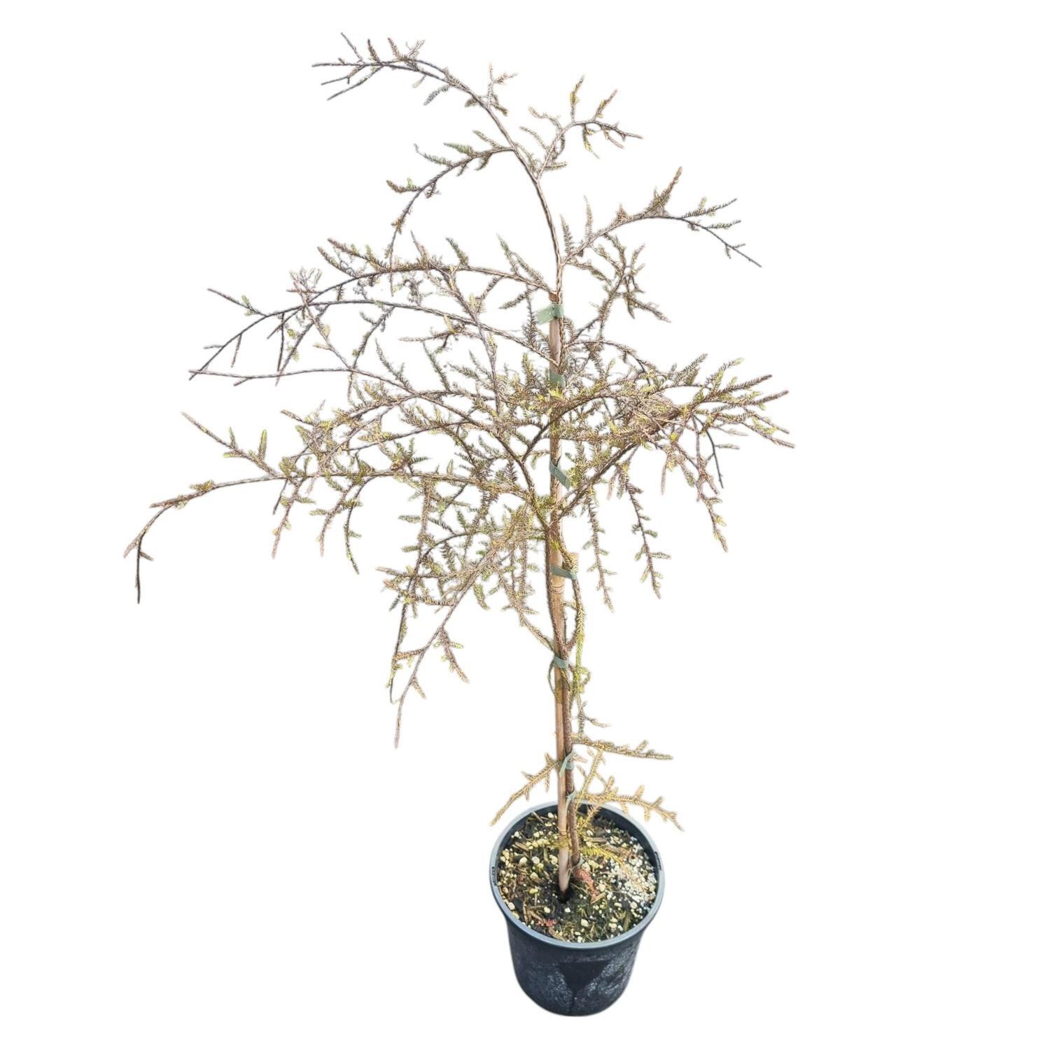 Dacrycarpus Dacrydioides 'Kahikatea' 4L