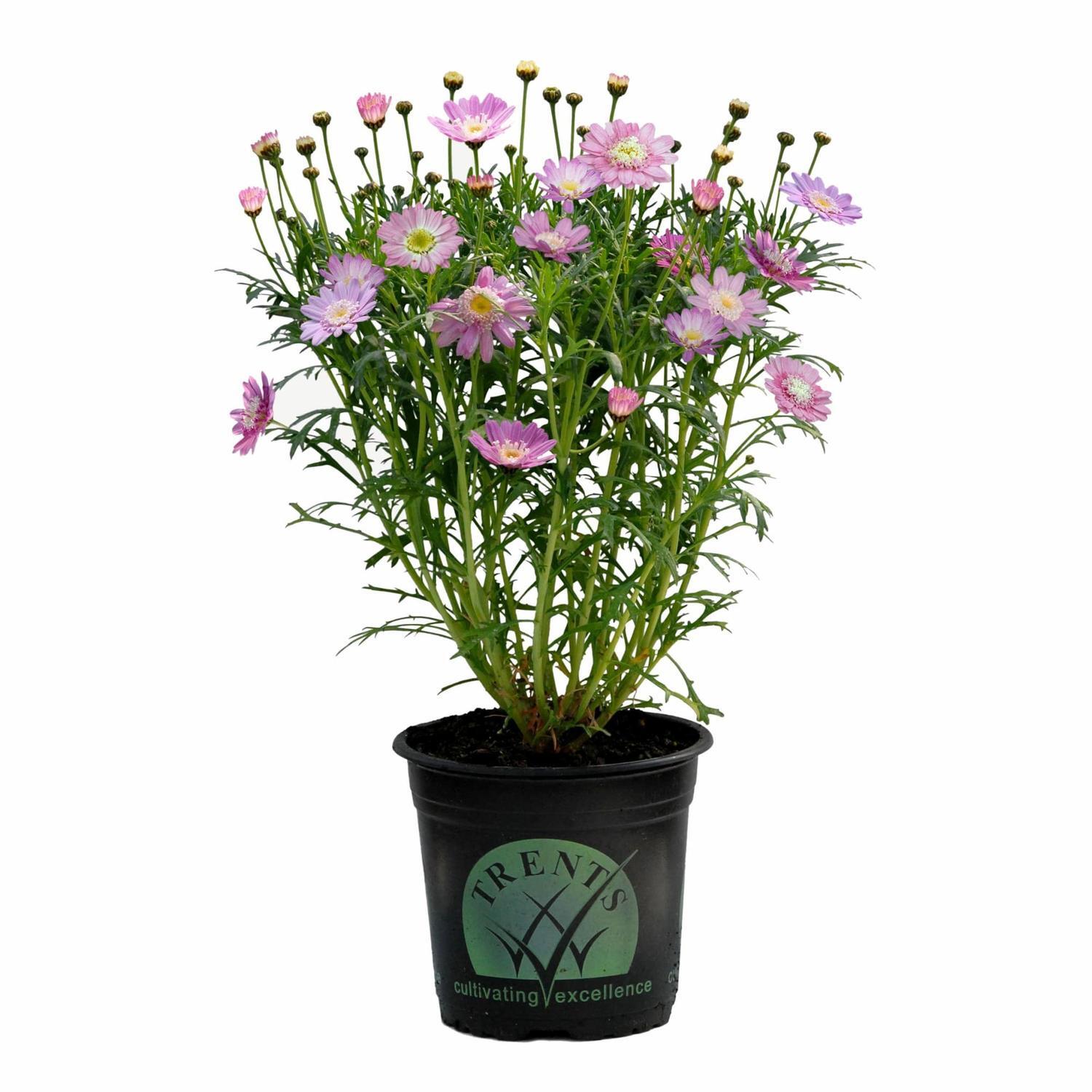 Federation Daisy Sugar Candy