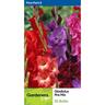 Gladioli Fire Mix 20 Pack