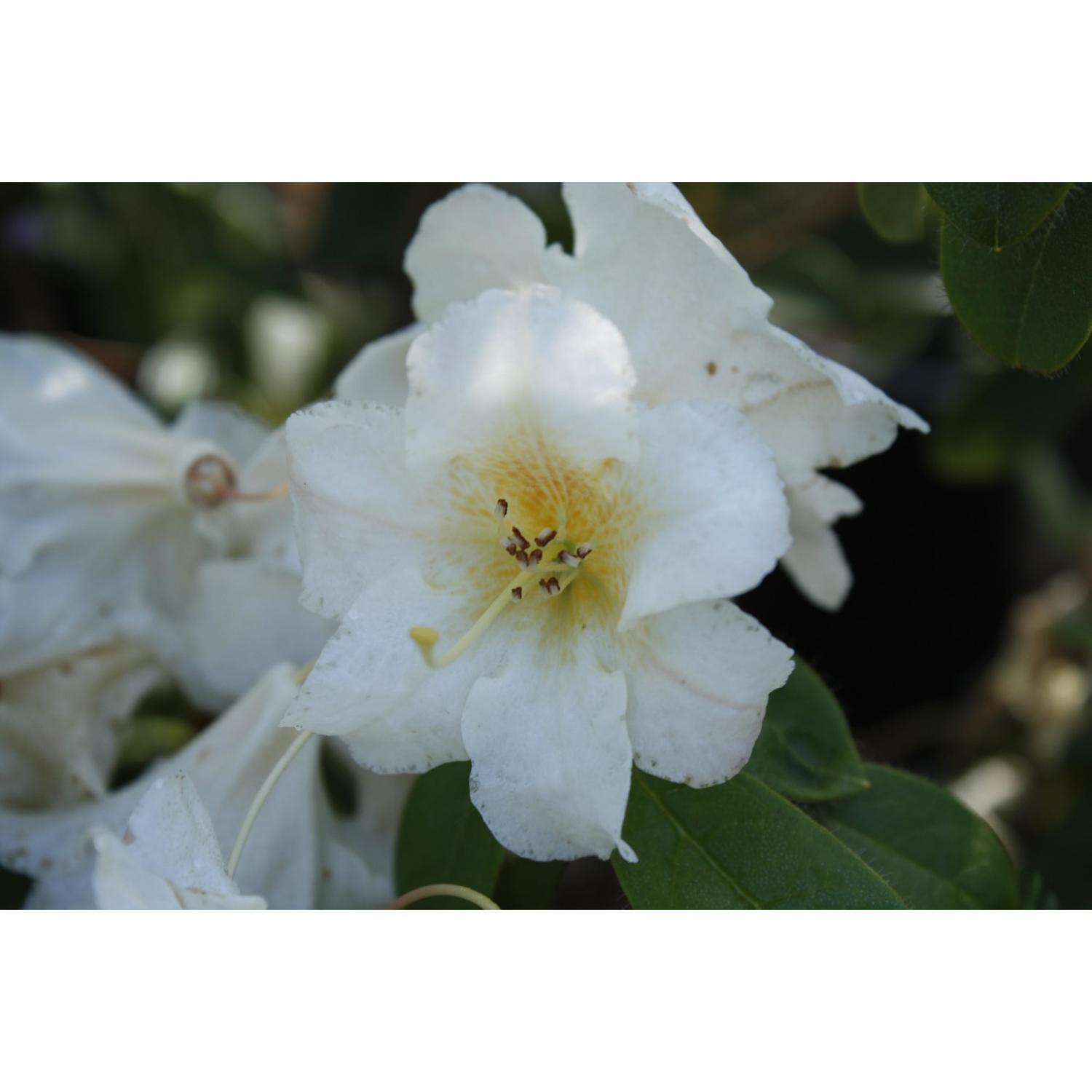 Rhododendron Johnstoneanum Ken Burns
