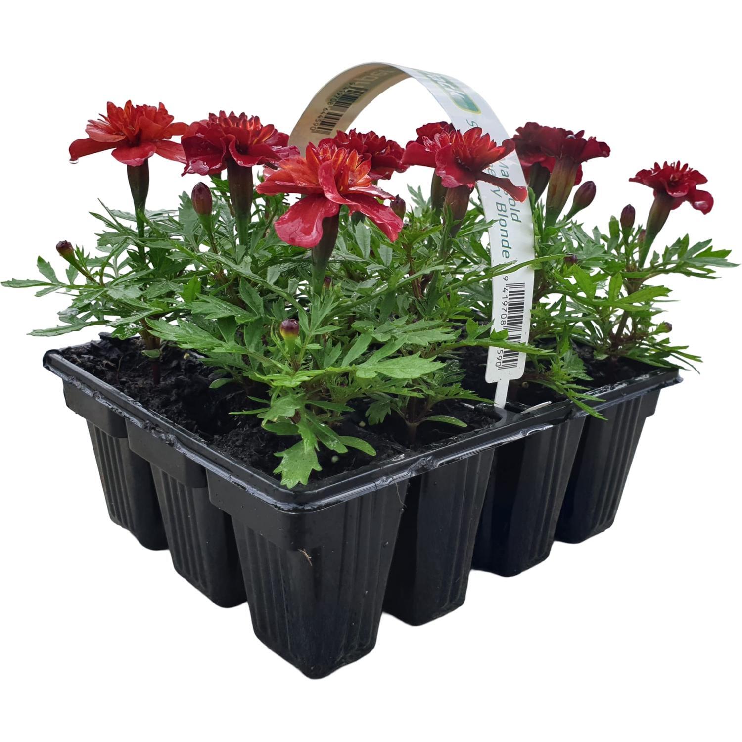 Marigold Carry Pack