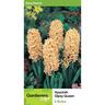 Hyacinth 'Gipsy Queen'