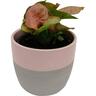 Indoor Foliage Selection in Frida Ceramic Pot