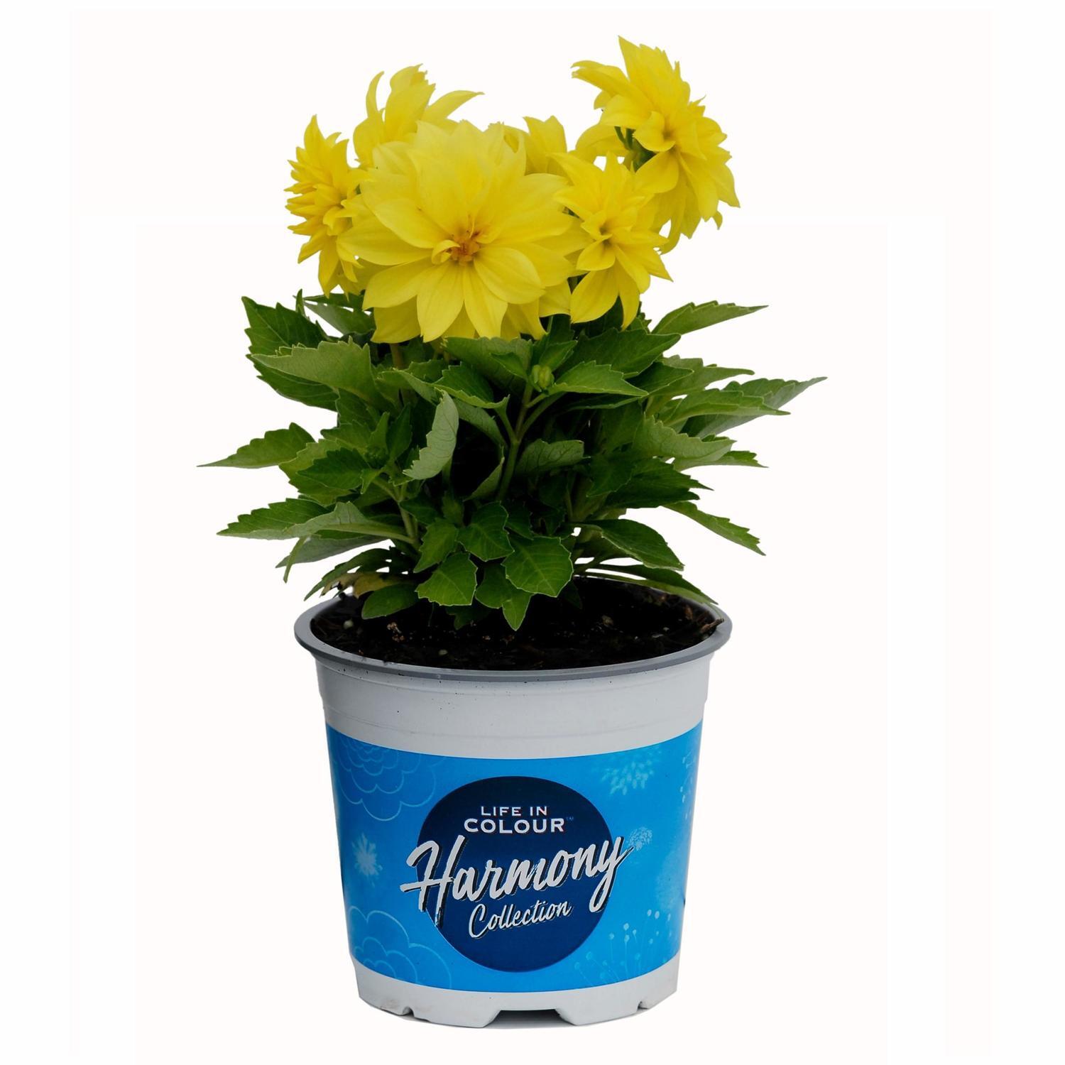 Dahlia Nova Mixed