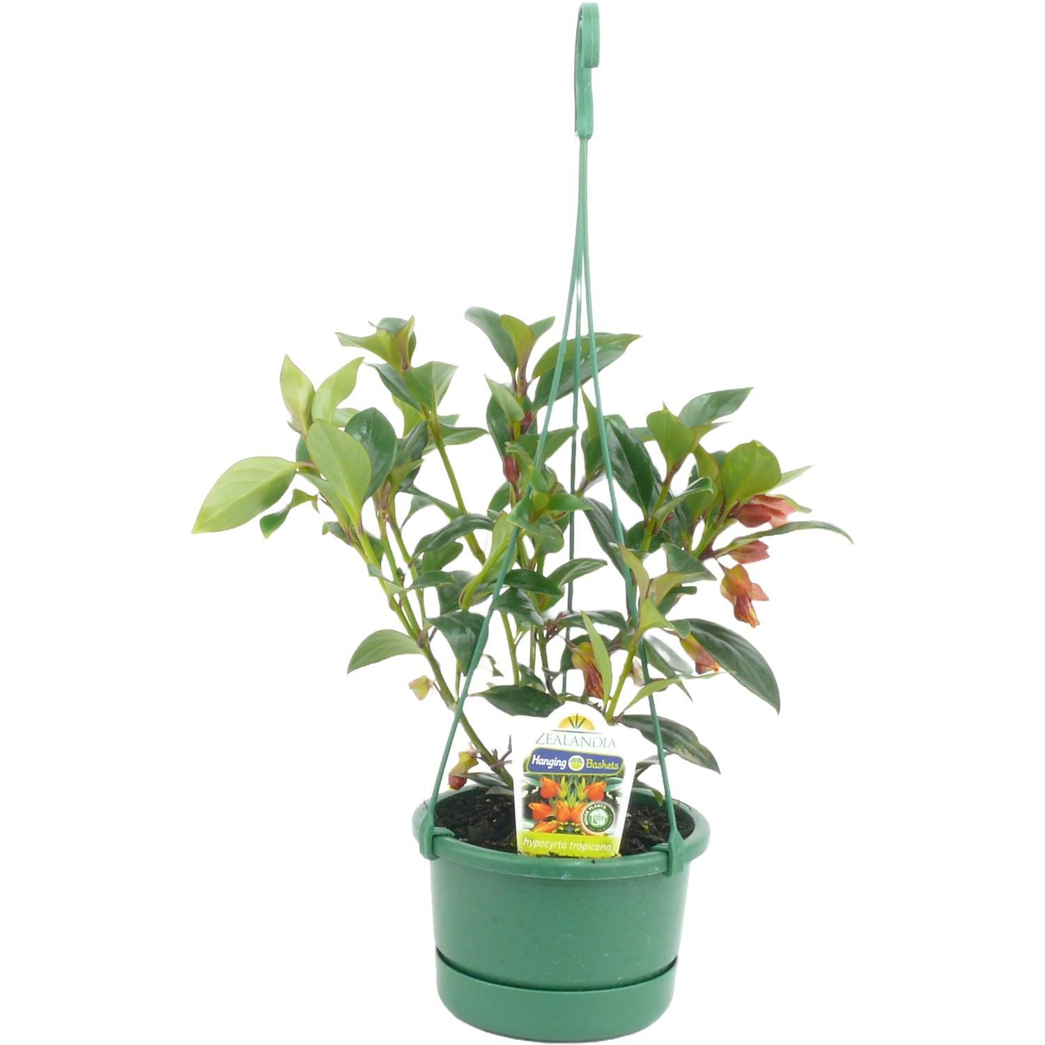 Hypocyrta Tropicana Indoor Hanging Basket.