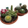Cacti Bowl Assorted