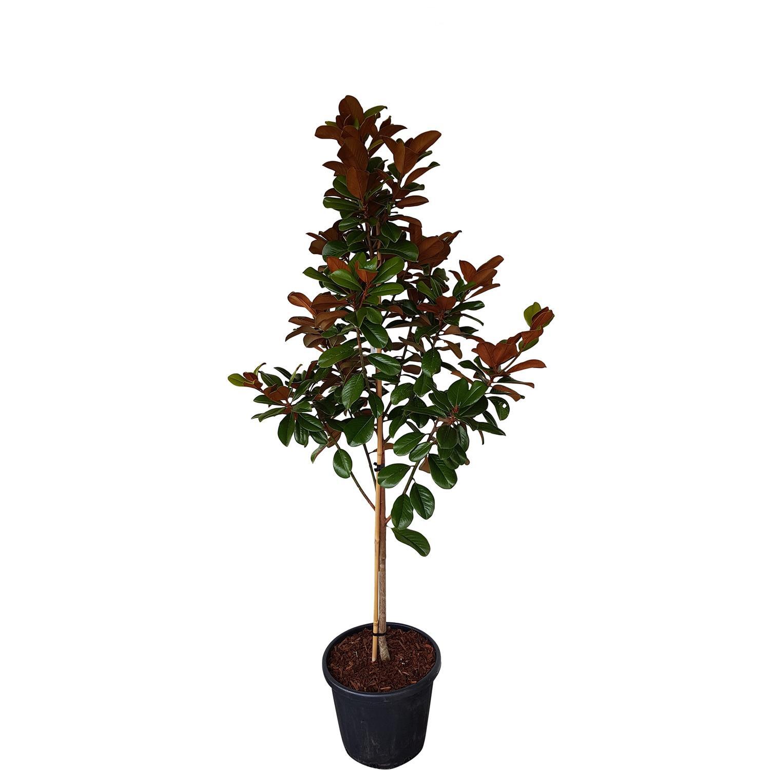 Magnolia Grandiflora Teddy Bear