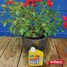 Insecticide