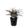 Phormium Sweet Mist 1.9 litre