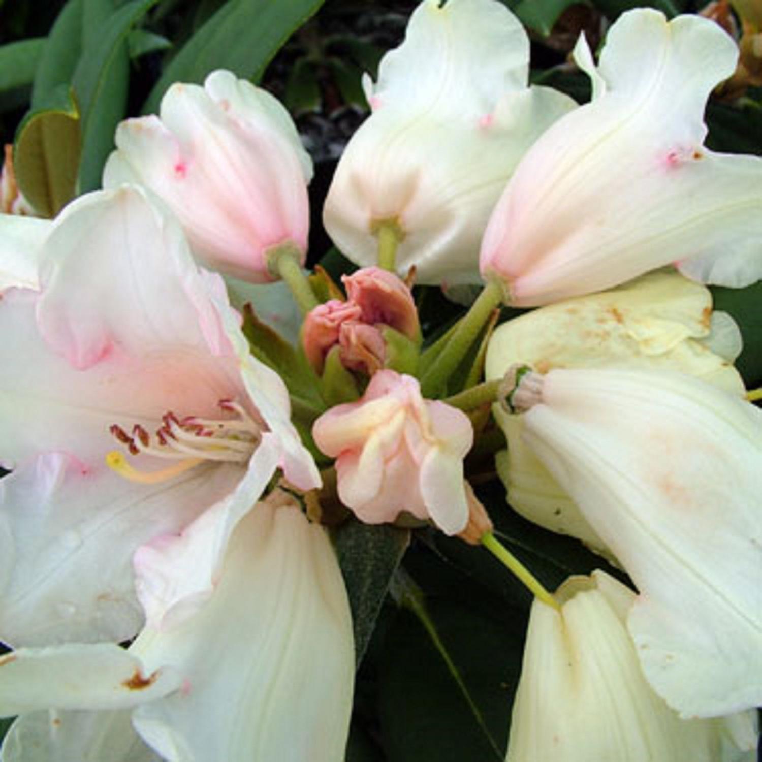 Rhododendron 'Grumpy'