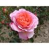 Rose English Abraham Darby 4.7 litre