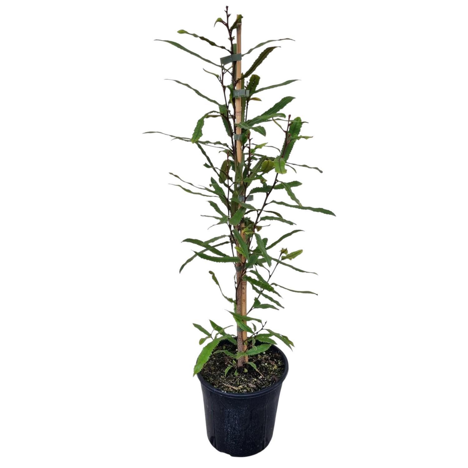 Knightia Excelsa 'Rewarewa' 4L