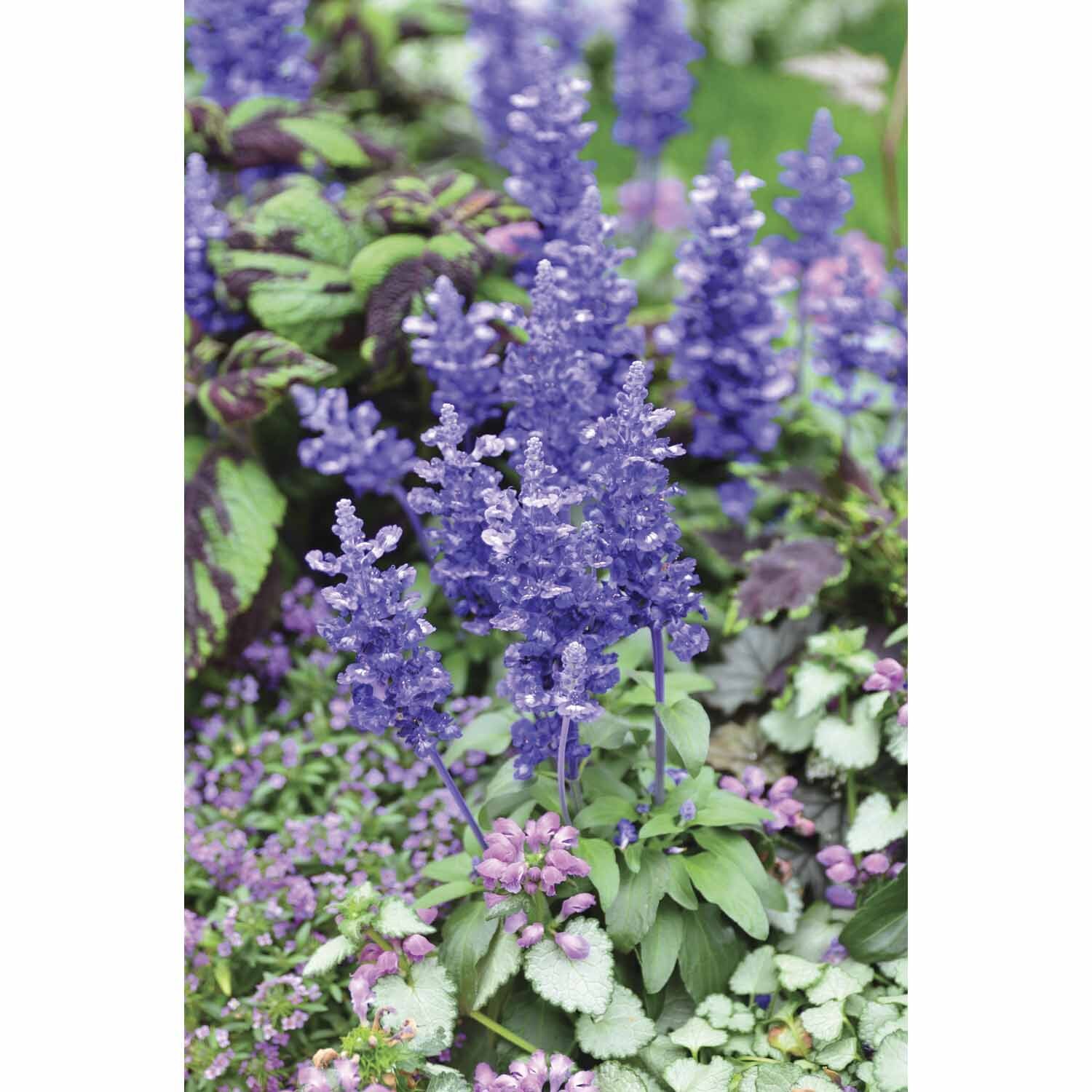 Salvia Farinacea