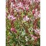 Gaura Freefolk Rosy