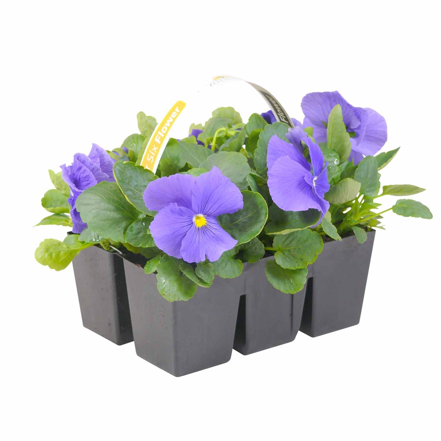 Pansy
