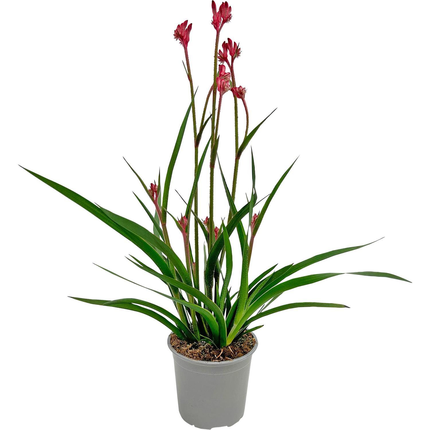 Anigozanthos Bush Gems