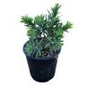 Callistemon Little John 2L