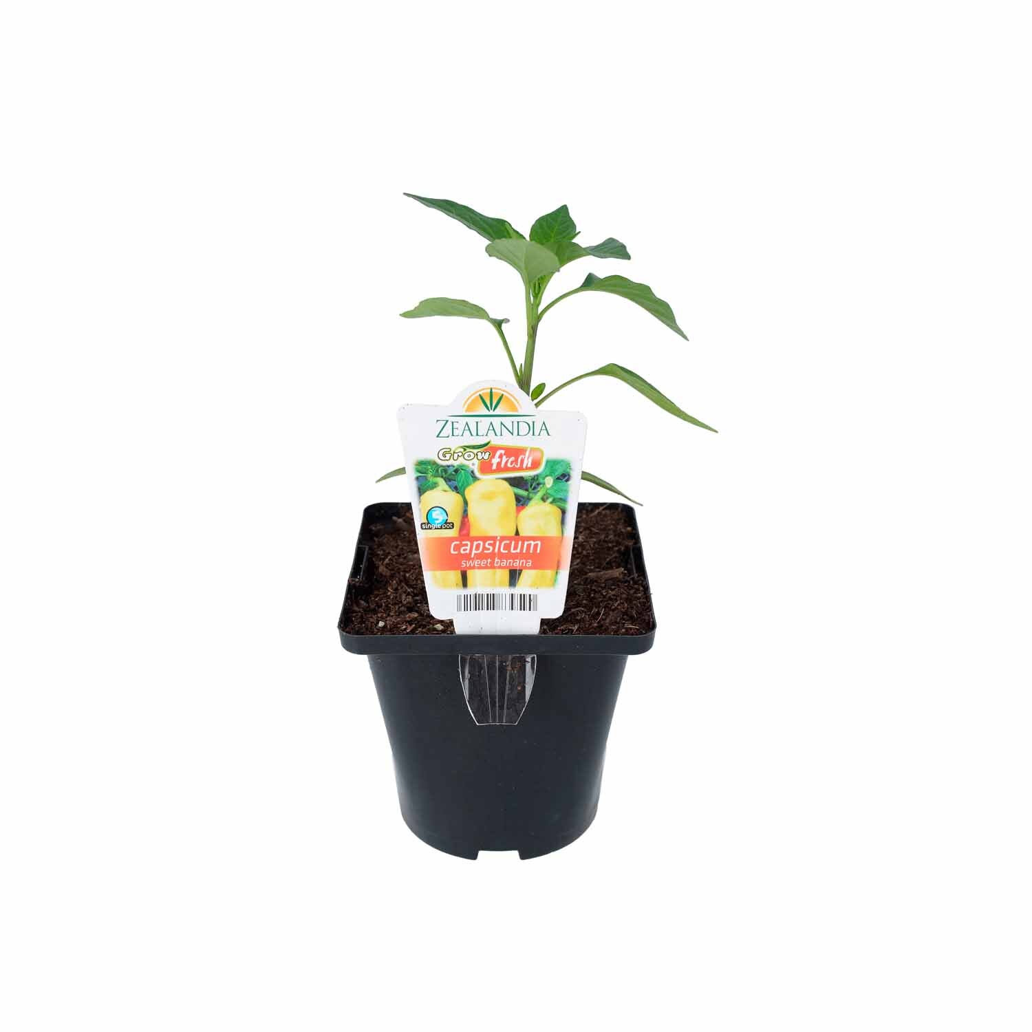 Capsicum Sweet Banana
