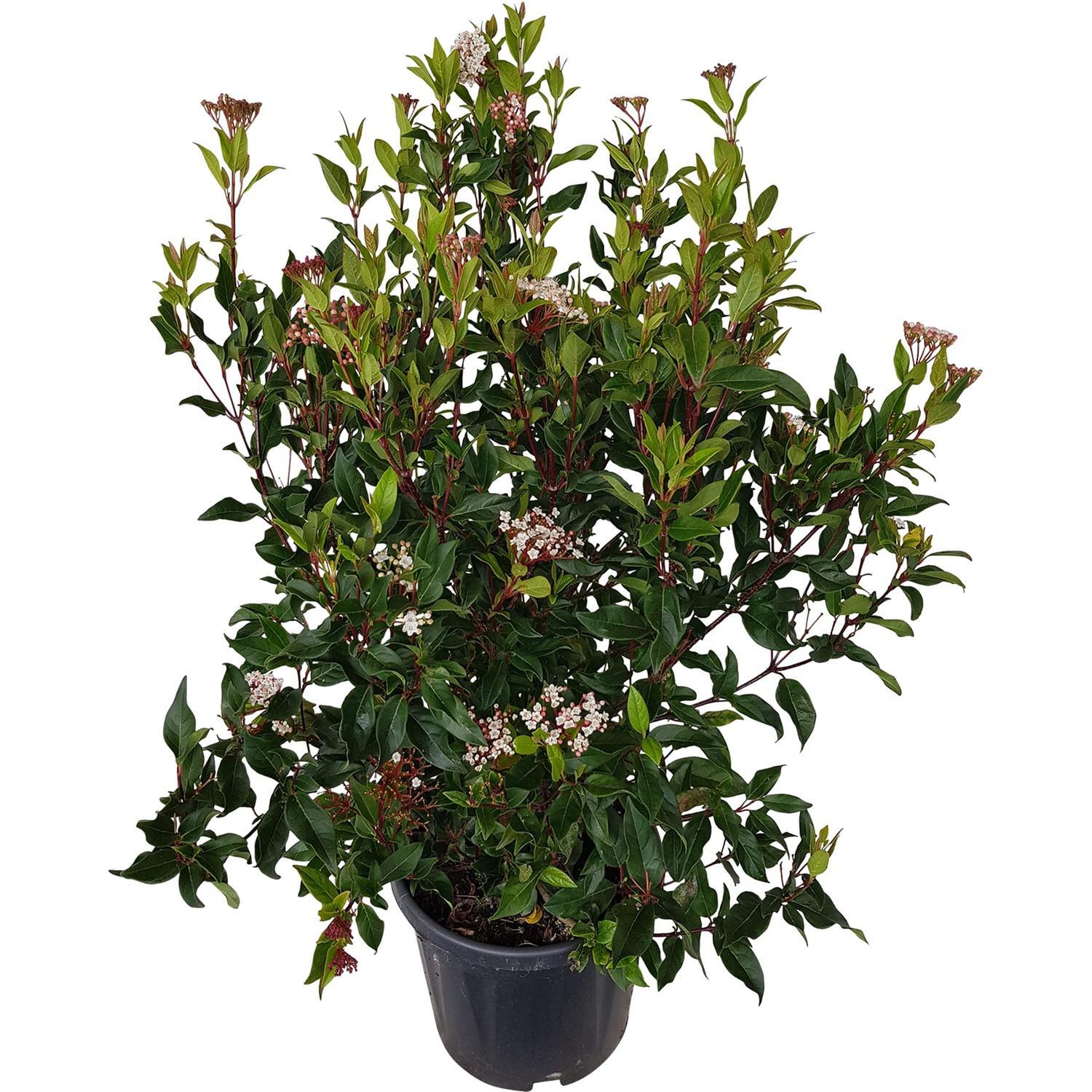 Viburnum Eve Price