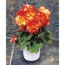Begonia Crispa