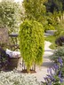 Lysimachia Goldilocks 10cm Yellow