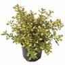Coprosma Lemon and Lime