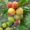 Plum Burbank