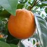 Orange Fukumoto, Dwarf