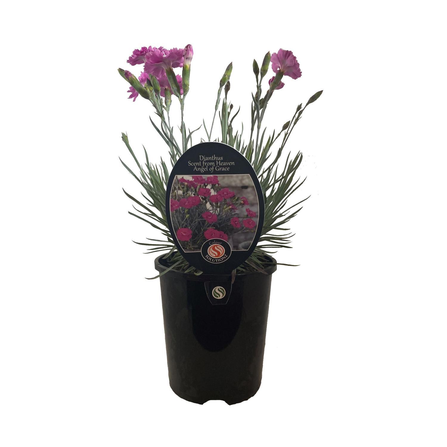 Dianthus Angel of Grace