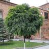 Robinia Lollipop Standard
