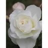 Rose White Romance 6L