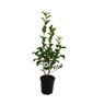 Camellia Roger Hall 3.5 litre