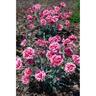 Dianthus Sugar Plum